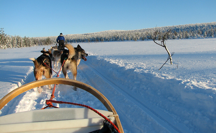 Finnland Incentives, Schnee, Hundeschlitten Teambuilding-Event, organisiert von ErlebnisReich