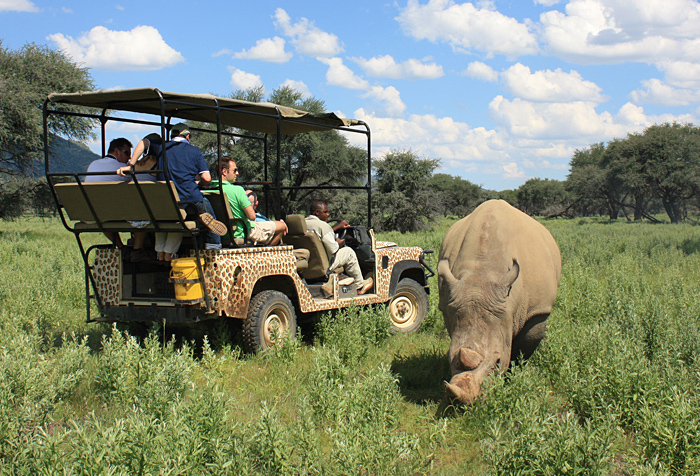 incentives Südafrika - Elefanten und Giraffen auf Safari - Events und Erlebnisse mit ErlebnisReich, Stuttgart
