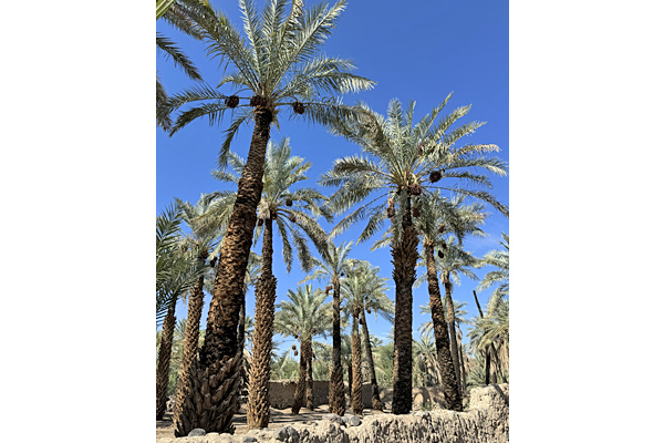 privatreise saudi-arabien